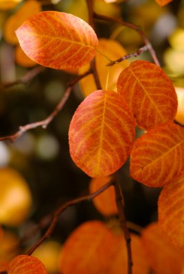Amelanchier canadensis - muchovník kanadský - listy podzim